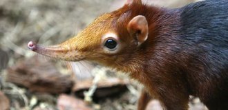 Хоботкова собачка: як гени слона змінили життя крихітного звірка? (9 фото)