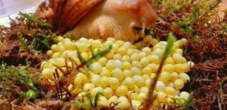 Ахатины: домашние улитки уничтожают мир (11 фото)