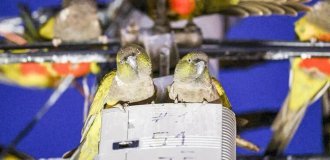 Thousands of parrots attacked a city near the capital of Argentina (2 photos + 1 video)