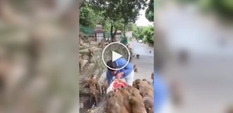 Feeding monkeys with watermelons