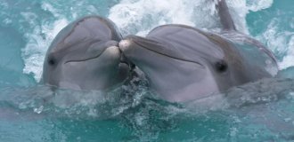 Афалины: Тёмные секреты прекрасных дельфинов (10 фото)