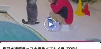 Японский океанариум ведет круглосуточную трансляцию бассейна с морскими выдрами
