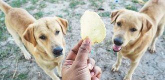 Why do animals love chips? (9 photos)