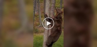 How a bear climbs a tree