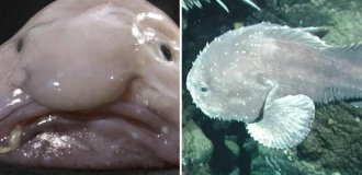 The blobfish, which was once recognized as the "ugliest animal" in the world, won the competition and became the fish of the year (5 photos)