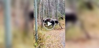 Лоси устроили битву за территорию
