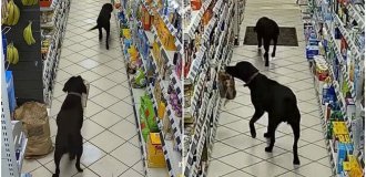 A surveillance camera captured two dogs stealing bread from a store (3 photos + 1 video)