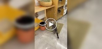 Пухнаста номінантка на премію «Мати року»