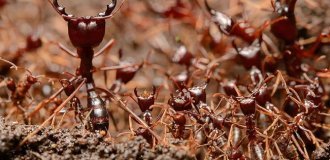 Сиафу: река из 20 миллионов муравьёв (17 фото)