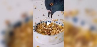 Голуби оказались гурманами: птицы умеют выбирать «самые вкусные» зерна