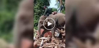 В Индонезии для расчистки последствий наводнения привлекли четырех слонов