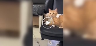Любвеобильная кошка зацеловала кота