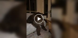 Ньюфаундленд: добрый великан