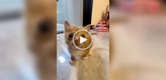 Маленькі та злі кошенята