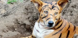 In India, a farmer turned a dog into a "tiger" (4 photos)