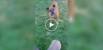 Из жизни собак породы Боксер