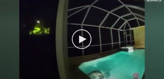 Полиция приехала на вызов о взломе и обнаружила аллигатора