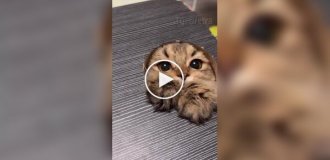 Кот ловит мышку