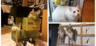 35 доказательств, что котикам везде удобно (36 фото)