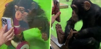 Шимпанзе запретили смотреть видео с телефона, чтобы избавить от зависимости (2 фото + 1 видео)