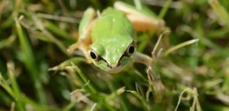 Бактерии японских лягушек могут быть эффективнее химиотерапии в лечении рака (3 фото)