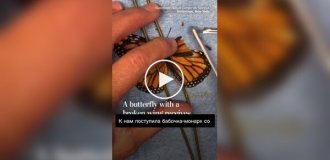 A Monarch Butterfly Receives World's First "Wing Implant"