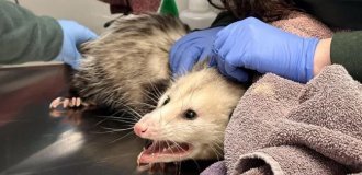 In the US, an opossum ate too much chocolate cake and ended up in a veterinary clinic (3 photos)