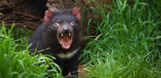 Тасманський диявол: буйний хижак з купою дивина (13 фото)