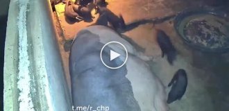 Свинья спасла поросенка