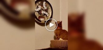 “I didn’t understand when to eat”: the cat was puzzled by the unusual clock