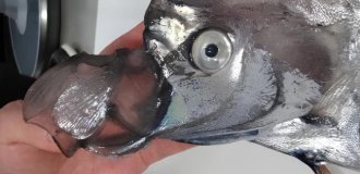 Why does a fish mouth look so alien? (7 photos)