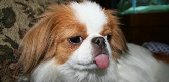 Японский хин: неизвестная, но идеальная порода (9 фото)