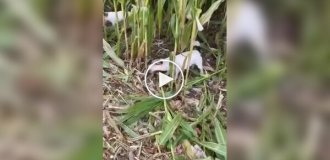 A Dog Collects Corn