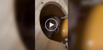 Простое ежиное счастье