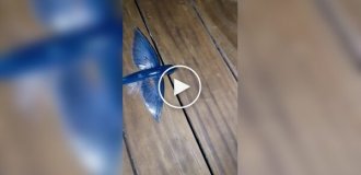 Невдалий порятунок летючої риби потрапив на відео