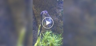 Как выглядят роды морских коньков