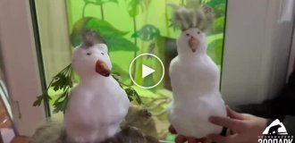 Сурикати у зоопарку вперше побачили сніг