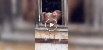 Люди спасли от забоя свинью, полюбившую снегопад