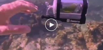 Папуга плаває в міні-батискафі