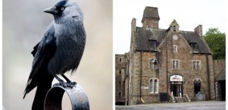 Bodmin Prison, hotel and witch jackdaws (15 photos)