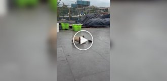 Страшно, очень страшно: мопс познакомился с жабой