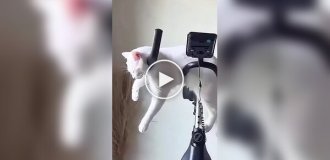Cats can sleep anywhere