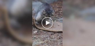 Pallas cat baby learns to sharpen its claws