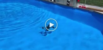 Студенты из Дании напечатали дрон, способный летать и плавать под водой