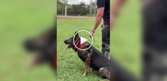 A Dog Handler Demonstrates Impressive Service Dog Training