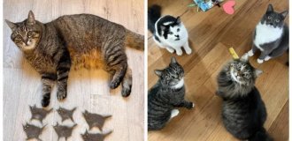 30 фото котів, дивлячись на які можна прожити понеділок з посмішкою (31 фото)