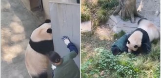 Panda attacked a zoo employee (2 photos + 1 video)