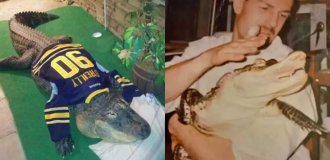 A New York resident had to part with his pet - a 340-pound alligator (7 photos)