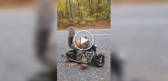 Biker squirrel is getting ready to hit the road