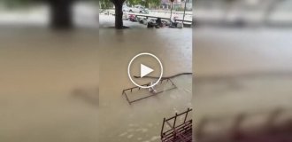 Гигантский питон скользит по затопленным улицам Таиланда